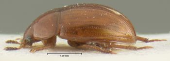 Media type: image;   Entomology 33317 Aspect: habitus lateral view